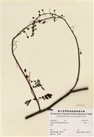 藏品(雲實)的圖片